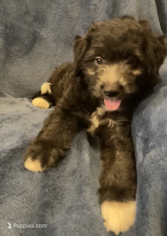 Milo – English Shepherd, Poodle - Miniature  puppy for sale in Hillsboro, WI