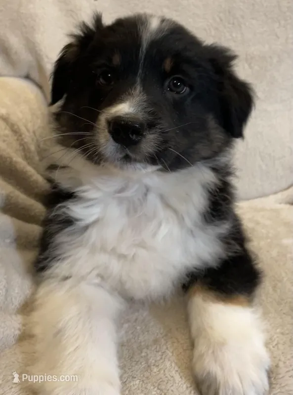 Leo – Australian Shepherd puppy for sale in Hillsboro, WI
