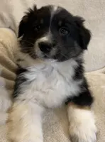 Leo, a male Australian Shepherd for sale in Hillsboro, WI – Photo 1 of 5