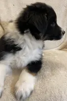 Leo, a male Australian Shepherd for sale in Hillsboro, WI – Photo 3 of 5