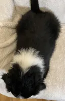 Leo, a male Australian Shepherd for sale in Hillsboro, WI – Photo 5 of 5