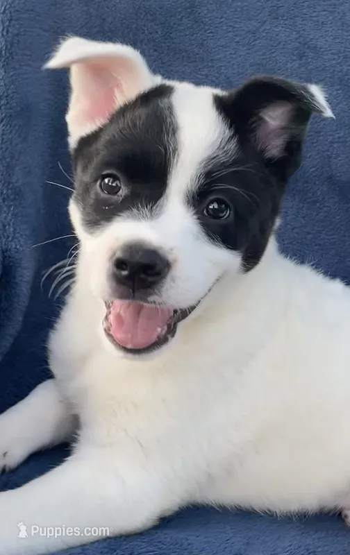 Rocky – Australian Cattle Dog, Border Collie puppy for sale in Hillsboro, WI