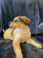 Gabby, a female American Eskimo and Jack Russell Terrier for sale in Hillsboro, WI – 2 of 10