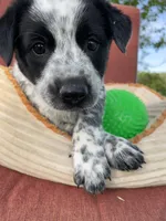 Dotty, a female Australian Cattle Dog for sale in Hillsboro, WI – 3 of 5