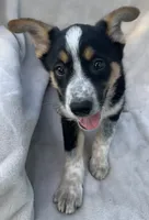 Benny, a male Australian Cattle Dog for sale in Hillsboro, WI – 4 of 5