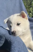 Sugar, a female Shiba Inu for sale in Hillsboro, WI – 3 of 5