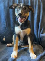 Cody, a male Australian Cattle Dog and Border Collie for sale in Hillsboro, WI – 4 of 5