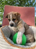 Coco, a female Australian Cattle Dog for sale in Hillsboro, WI – 3 of 5