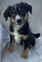 Chippy, a male Australian Cattle Dog for sale in Hillsboro, WI – 2 of 6
