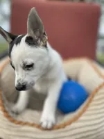 Lassie, a female Australian Cattle Dog for sale in Hillsboro, WI – 4 of 5
