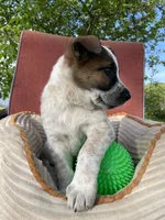 Red, a male Australian Cattle Dog for sale in Hillsboro, WI – 3 of 5