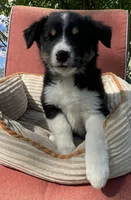 Colt, a male Australian Cattle Dog and Border Collie for sale in Hillsboro, WI – 8 of 9