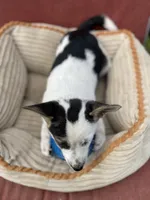 Lassie, a female Australian Cattle Dog for sale in Hillsboro, WI – 5 of 5