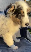Ranger, a male Australian Shepherd for sale in Hillsboro, WI – 4 of 6