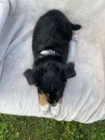 Sammy, a male Australian Cattle Dog for sale in Hillsboro, WI – 6 of 6