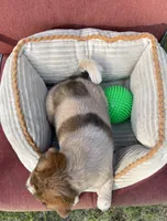 Coco, a female Australian Cattle Dog for sale in Hillsboro, WI – 5 of 5