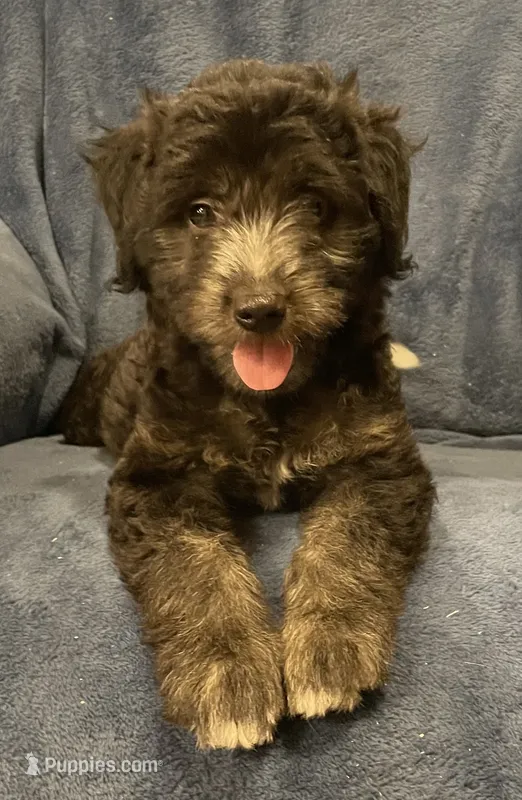 Willow  – English Shepherd, Poodle - Miniature  puppy for sale in Hillsboro, WI
