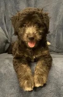 Willow , a female English Shepherd and Poodle - Miniature  for sale in Hillsboro, WI – 1 of 8