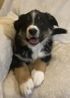 Conner, a male Australian Shepherd for sale in Hillsboro, WI – Photo 3 of 5