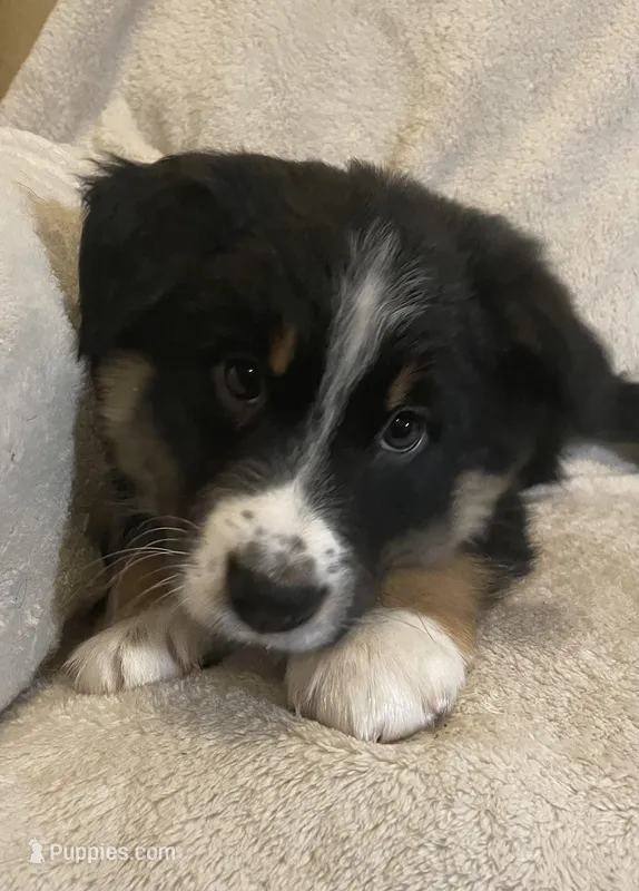 Conner – Australian Shepherd puppy for sale in Hillsboro, WI