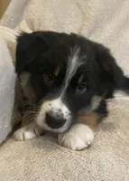 Conner, a male Australian Shepherd for sale in Hillsboro, WI – Photo 1 of 5