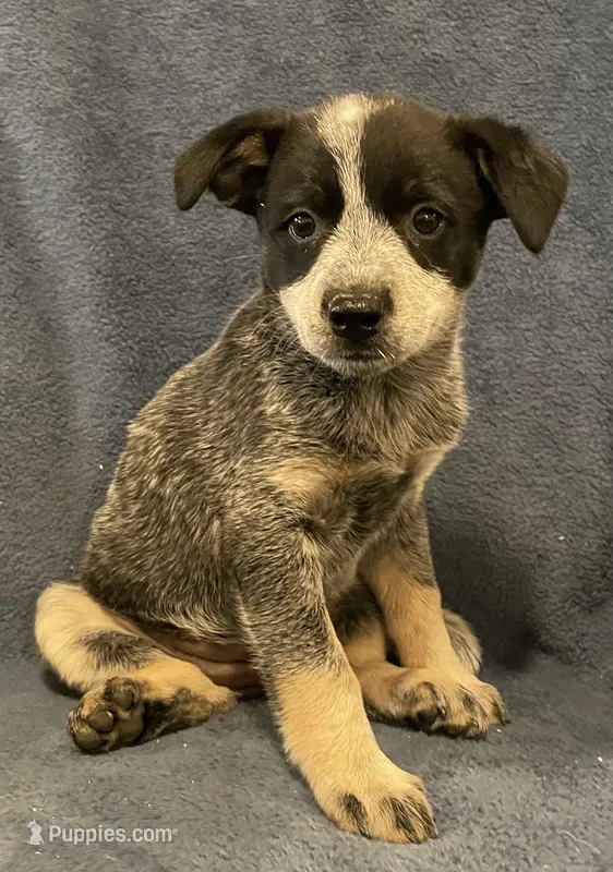 Roxy – Australian Cattle Dog puppy for sale in Hillsboro, WI