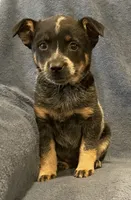 Tilly, a female Australian Cattle Dog for sale in Hillsboro, WI – 3 of 5