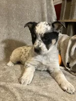 Maggy, a female Australian Cattle Dog and Border Collie for sale in Hillsboro, WI – Photo 3 of 5