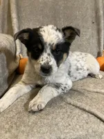 Maggy, a female Australian Cattle Dog and Border Collie for sale in Hillsboro, WI – Photo 2 of 5