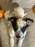 Maggy, a female Australian Cattle Dog and Border Collie for sale in Hillsboro, WI – Photo 5 of 5