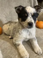Maggy, a female Australian Cattle Dog and Border Collie for sale in Hillsboro, WI – Photo 1 of 5