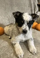Maggy, a female Australian Cattle Dog and Border Collie for sale in Hillsboro, WI – Photo 4 of 5