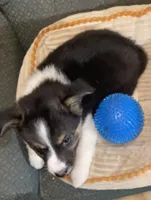 Annie , a female Australian Cattle Dog and Border Collie for sale in Hillsboro, WI – 7 of 7