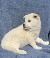 Yuki, a male Shiba Inu for sale in Hillsboro, WI – 2 of 4