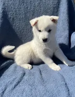 Snowy, a female Shiba Inu for sale in Hillsboro, WI – 3 of 5