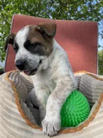 Red, a male Australian Cattle Dog for sale in Hillsboro, WI – 2 of 5