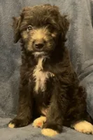 Milo, a male English Shepherd and Poodle - Miniature  for sale in Hillsboro, WI – 2 of 8
