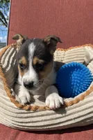 Wyatt , a male Australian Cattle Dog and Border Collie for sale in Hillsboro, WI – 2 of 7