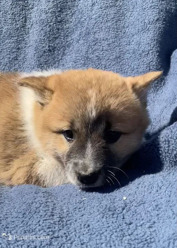 Daisy – Shiba Inu puppy for sale in Hillsboro, WI