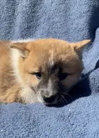 Daisy, a female Shiba Inu for sale in Hillsboro, WI – 1 of 5