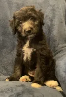 Milo, a male English Shepherd and Poodle - Miniature  for sale in Hillsboro, WI – 5 of 8