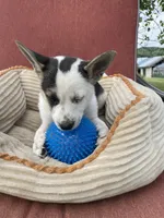 Lassie, a female Australian Cattle Dog for sale in Hillsboro, WI – 2 of 5