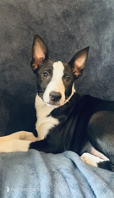Remi – Australian Cattle Dog, Border Collie puppy for sale in Hillsboro, WI