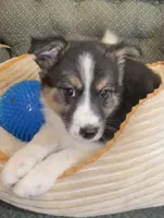 Annie , a female Australian Cattle Dog and Border Collie for sale in Hillsboro, WI – 2 of 7