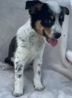 Olivia , a male Australian Cattle Dog for sale in Hillsboro, WI – 3 of 5