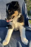 Sadie, a female Australian Shepherd for sale in Hillsboro, WI – 4 of 5