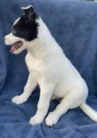 Rocky, a male Australian Cattle Dog and Border Collie for sale in Hillsboro, WI – 4 of 5