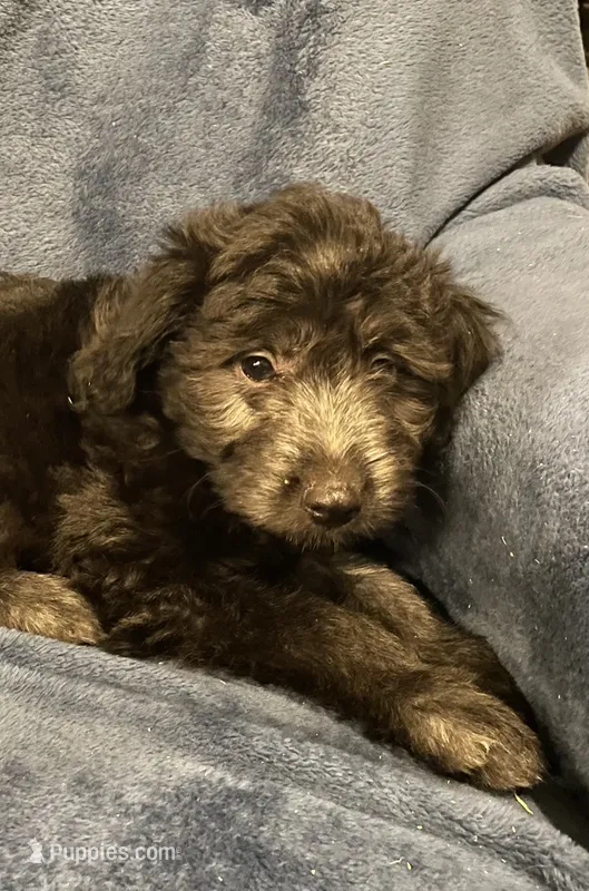 Hazel  – English Shepherd, Poodle - Miniature  puppy for sale in Hillsboro, WI