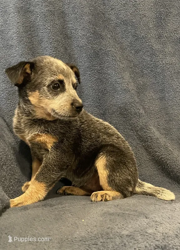 Dusty – Australian Cattle Dog puppy for sale in Hillsboro, WI