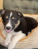 Dakota , a female Australian Cattle Dog and Border Collie for sale in Hillsboro, WI – 3 of 6
